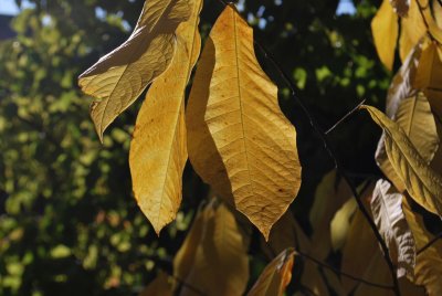 Asiminata triloba 'Taytwo' - muďoul trojlaločný 'Taytwo' - podzimní listy